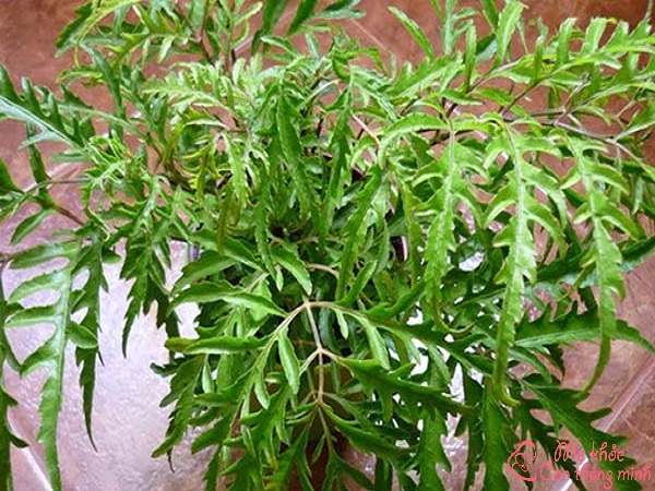 Tác dụng của lá đinh lăng thần dược đối với sức khỏe