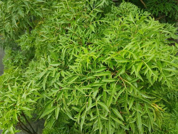 Tác dụng của lá đinh lăng thần dược đối với sức khỏe