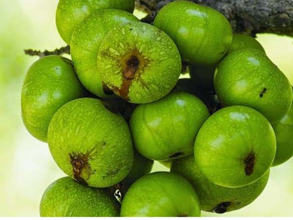 Tác dụng của quả sung chữa sỏi thận bí quyết tự nhiên