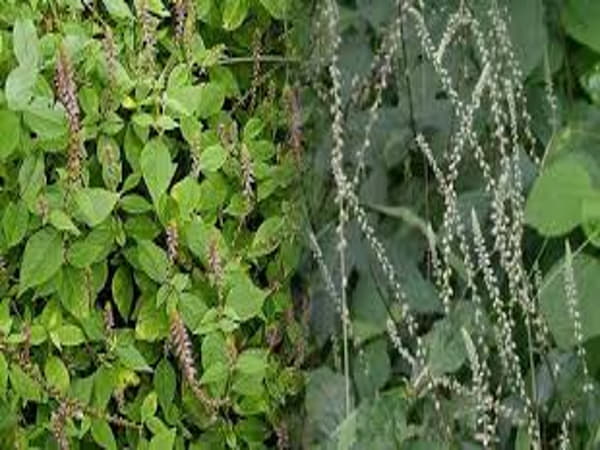 Tác dụng của cây cỏ xước đối với sức khỏe
