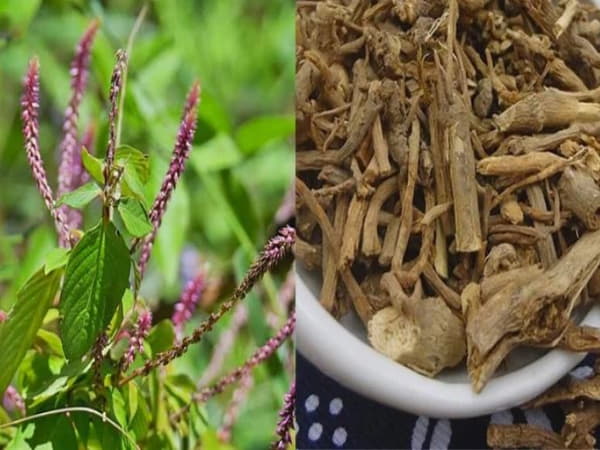 Cây cỏ xước Hỗ Trợ Điều Trị Sỏi Thận, Sỏi Tiết Niệu