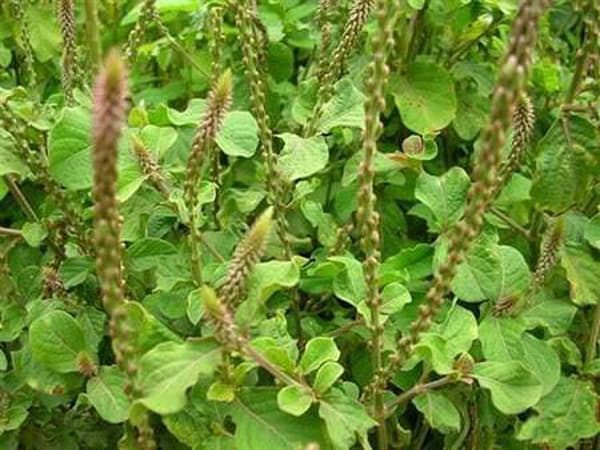 Giới thiệu về cây cỏ xước
