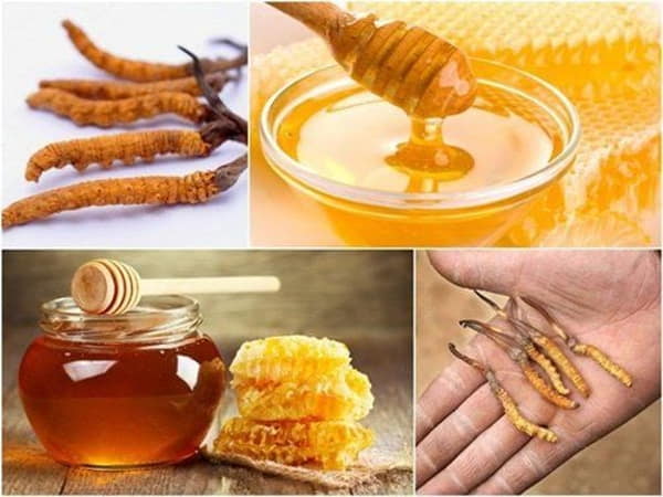 Đông trùng hạ thảo ngâm mật ong giúp bồi bổ phổi, hỗ trợ hô hấp