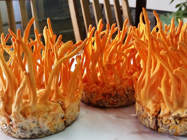 Đông trùng hạ thảo tươi là gì