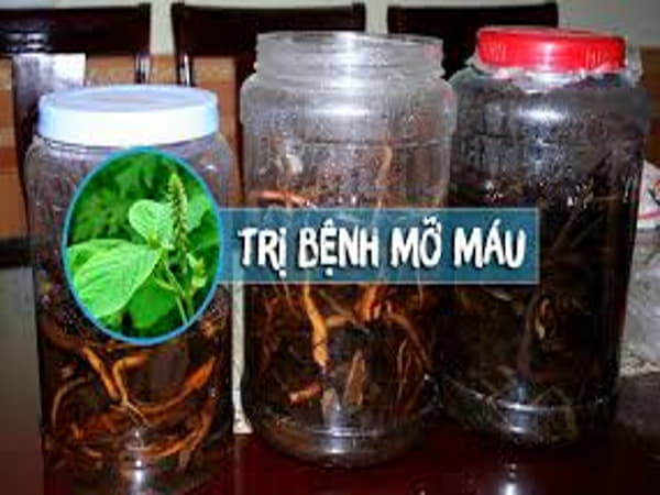 Đối Tượng Nên Và Không Nên Dùng Rượu Cây Cỏ Xước