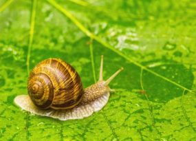 ốc sên số mấy