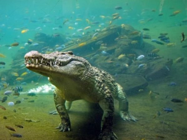 Ý nghĩa con cá sấu trong tâm linh và đời sống