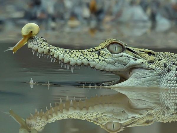 Tìm hiểu chi tiết con cá sấu số mấy