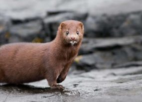 Tìm hiểu con chồn số mấy và mang ý nghĩa gì trong tâm linh?