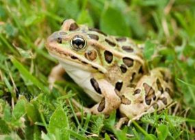 Giải mã con cóc số mấy và ý nghĩa linh thiêng trong văn hóa