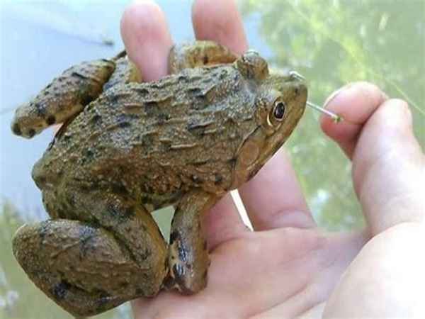 Con ếch số mấy? Luận con số theo quan niệm dân gian