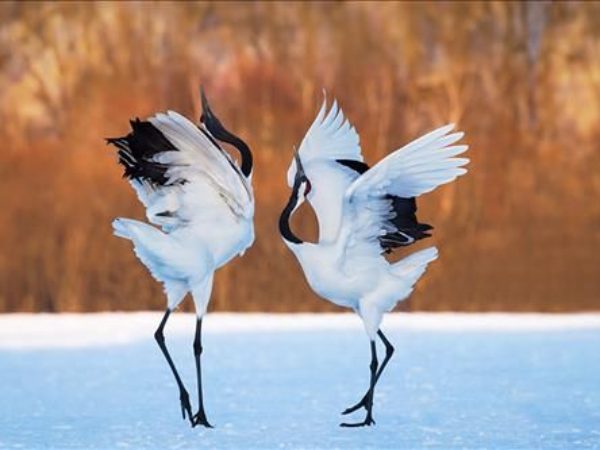 Con hạc có ý nghĩa gì trong phong thủy, văn hóa và đời sống tinh thần