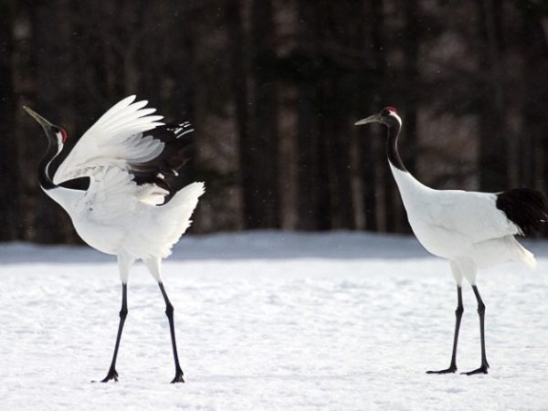 Con hạc số mấy theo quan niệm dân gian?