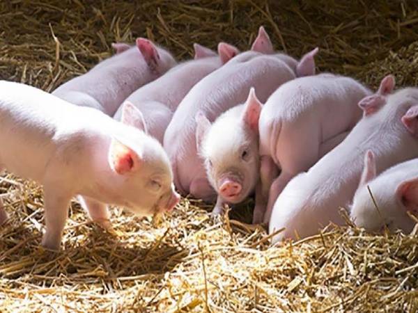 Heo con là số mấy khi thấy đàn heo con?