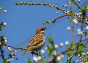 Tìm hiểu chim sẻ số mấy theo quan niệm dân gian