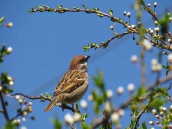 Hình ảnh chim sẻ trong quan niệm dân gian?