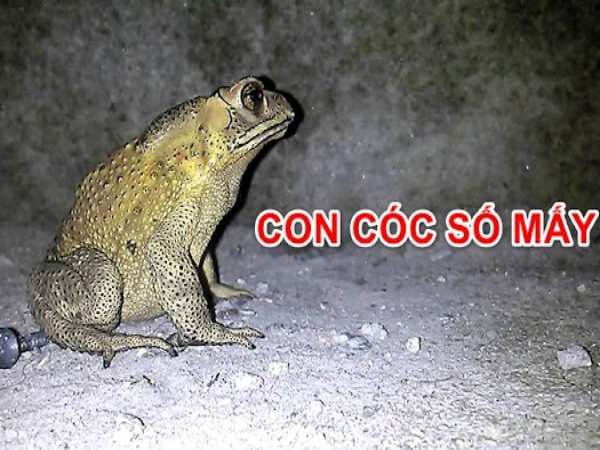 Con cóc số mấy theo quan niệm dân gian?