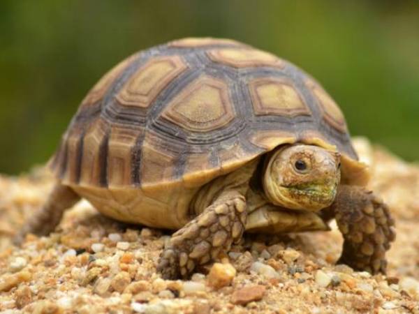 Ý nghĩa con rùa trong phong thủy