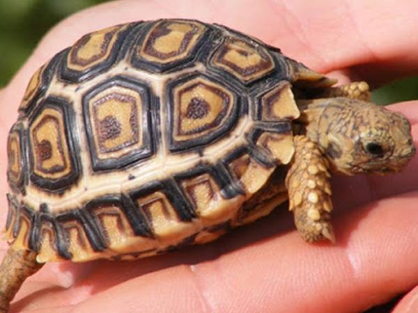 Con rùa số mấy theo quan niệm dân gian?