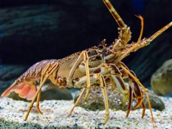 Nằm mê thấy bắt tôm càng