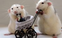 con số may mắn ngày 22/5/2026 thứ 6 tuổi Tý